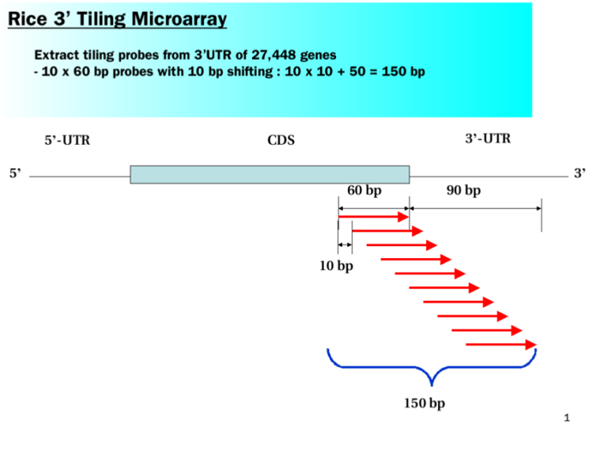 3 prime tiling microarray