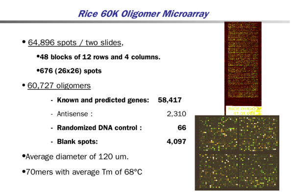 3 prime tiling microarray
