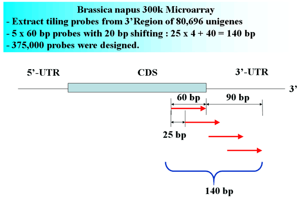 Brassica napus 300k Microarray