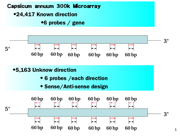 3 prime tiling microarray