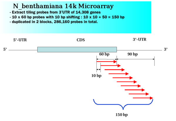 3 prime tiling microarray