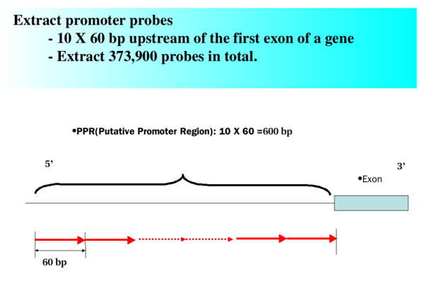 3 prime tiling microarray