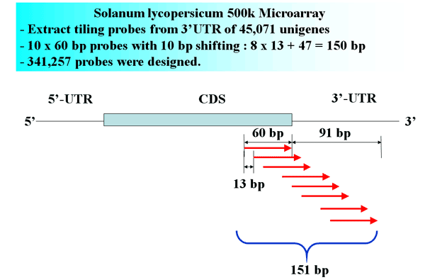 Solanum lycopersicum 500k Microarray